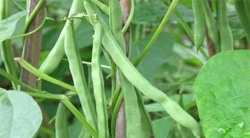 柿子饼|女生不想变大妈,多吃三种食物,减肥瘦身、补血养颜,好吃又不贵