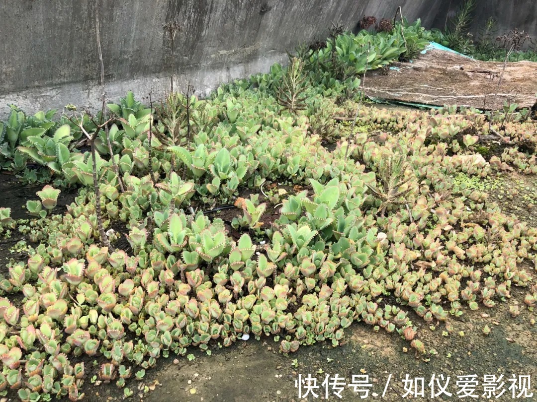 这花太能生崽,恨不得用脚踩,结果越踩长得越多!