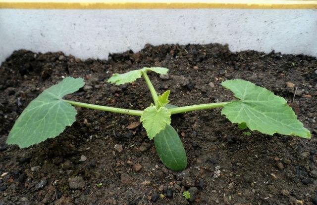 阳台种盆菜,比花还好看,结果还能吃,别提多美了