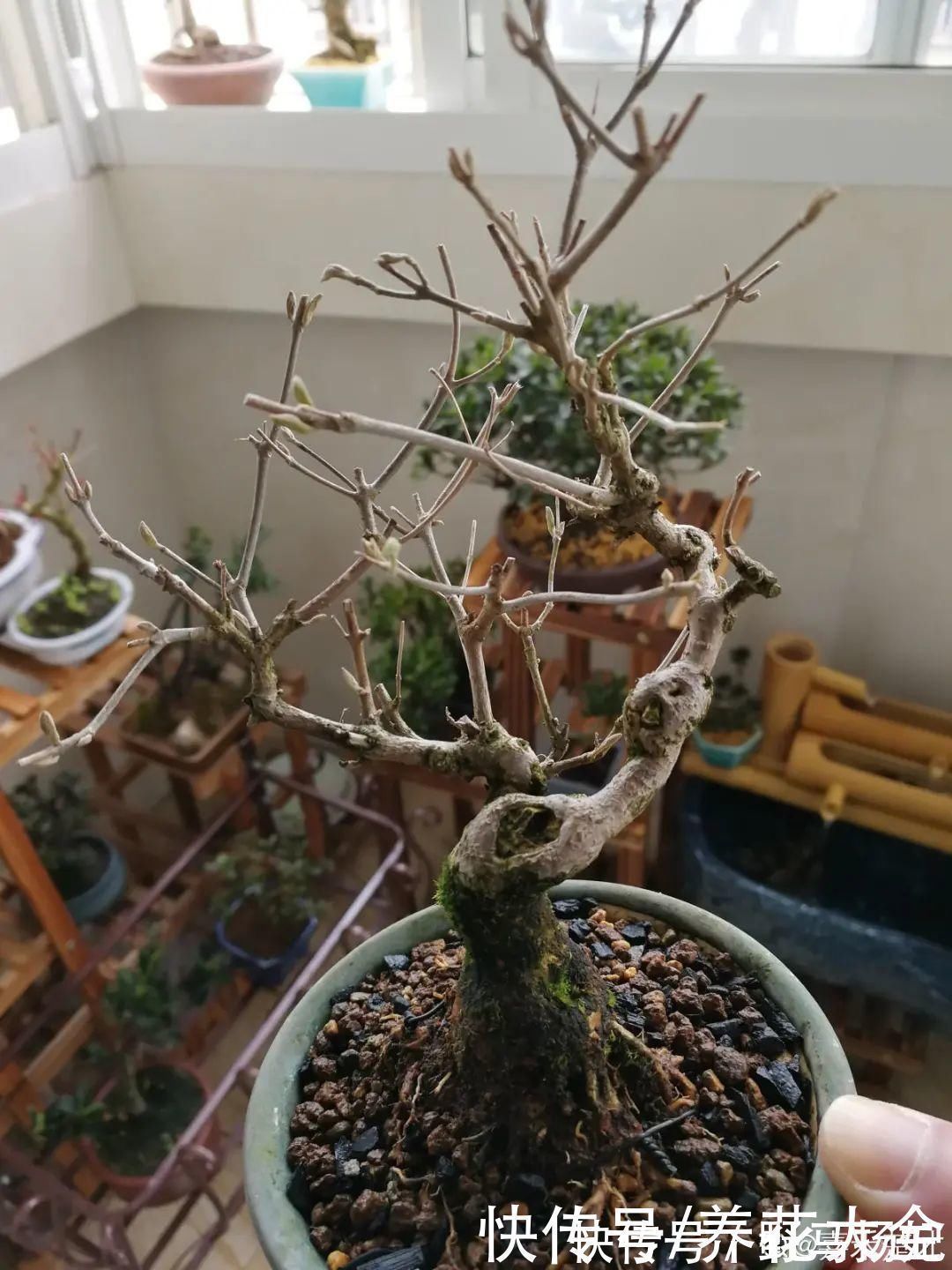 柴烧|农村当柴烧的花,原来可以当盆景,给一千块也不卖