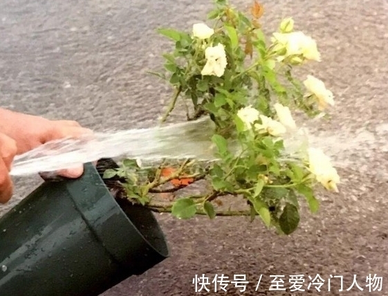 月季红蜘蛛爆发期,这套防治攻略请收好