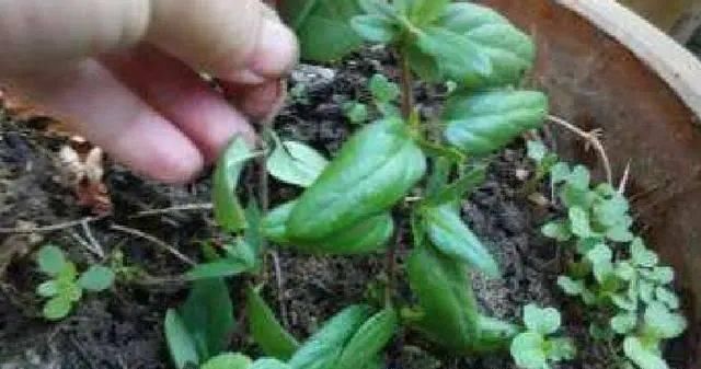 沙质|路边“3种树”,见了掰个枝,插盆就生根,做成盆景,寓意吉祥