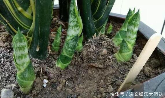 虎皮兰|这“5种肥”，家里都有，撒一把在盆里，花长得旺、开花特别多