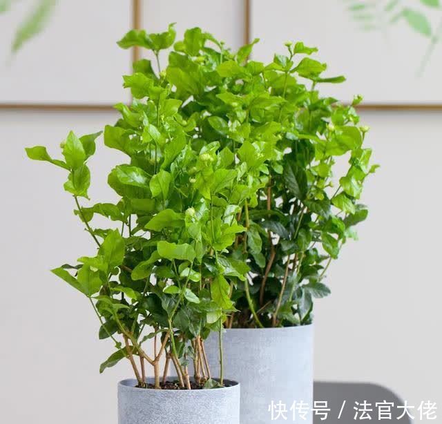 修剪|夏天这样养茉莉,不黄叶,花开一茬接一茬