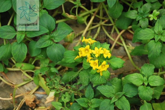 基部|风寒草，见过吗？祛风散寒。用于风寒头痛，咽喉肿痛，咳嗽多痰