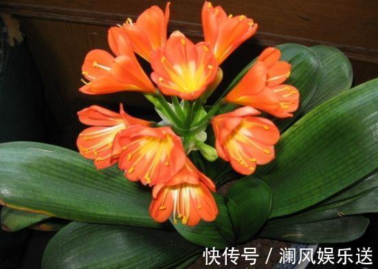 果皮|秋天养君子兰施肥是关键,3种肥料用一用,根旺叶绿,过年就开花