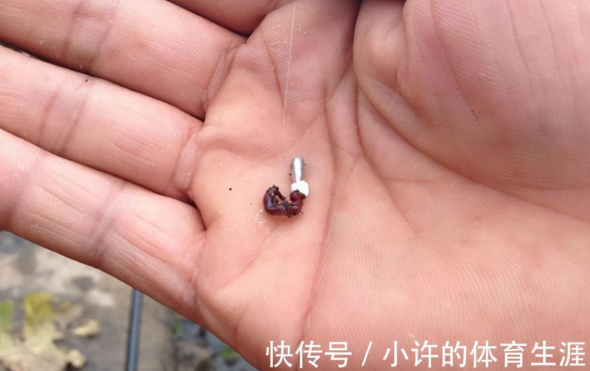 鱼口太轻，不妨试试这几招，信号一出就提竿，竿竿都有实口