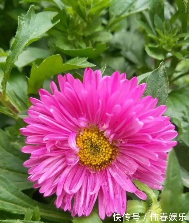 夏天|养花技巧夏天最好养的花,一开花就成球,爆满整个小阳台