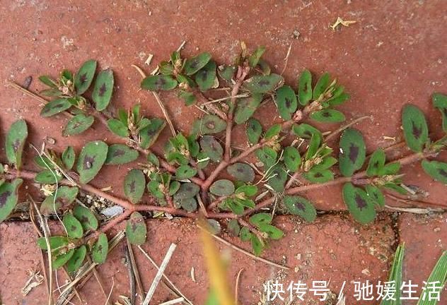 止血|马齿笕的“孪生兄弟”，人称“血见愁”，止血不留疤，你见过吗？