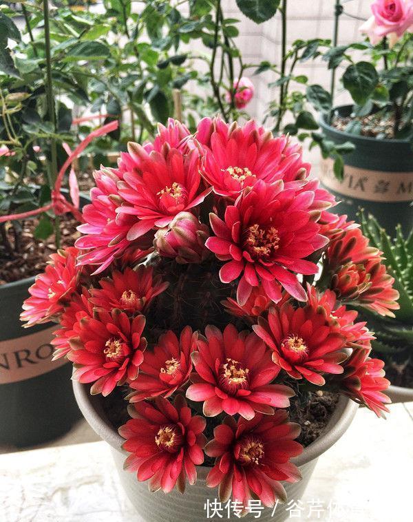 4种花养家里,耐旱又耐晒,花开就爆盆,漂亮又好养!