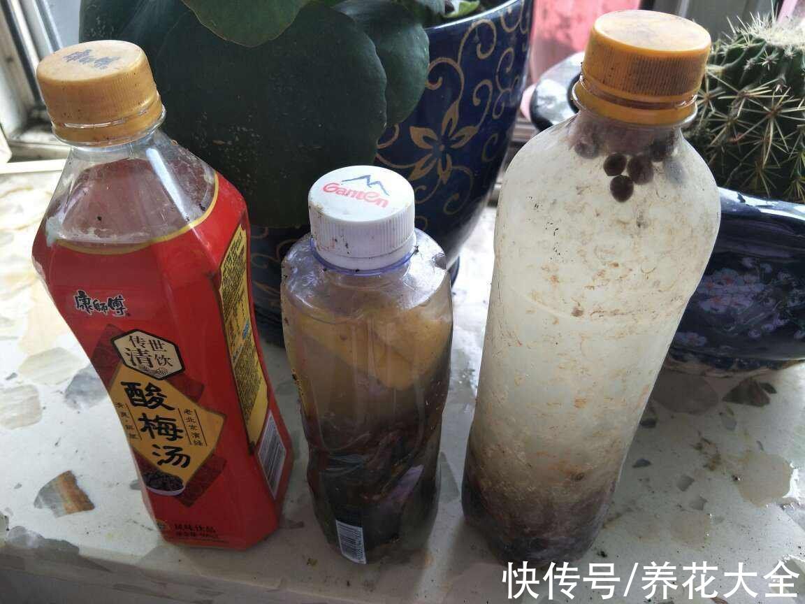 发酵|4种生活垃圾别丢掉，拿来养花能省钱，好用不伤花