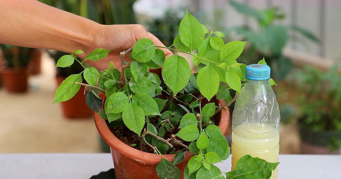 三角梅养不好？3种肥料不能少，一种促花，一种绿叶，一种壮根