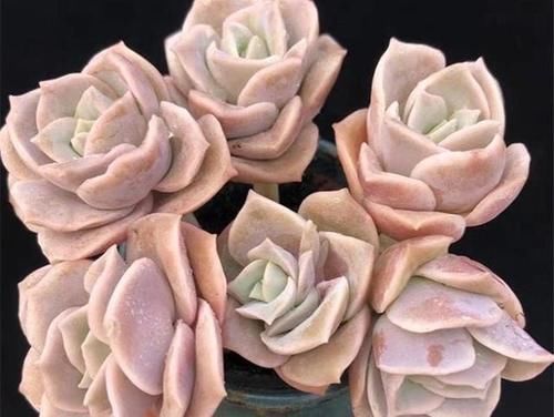 可爱玫瑰，多肉中最像玫瑰花的品种，出了状态颜色粉嫩，浪漫十足