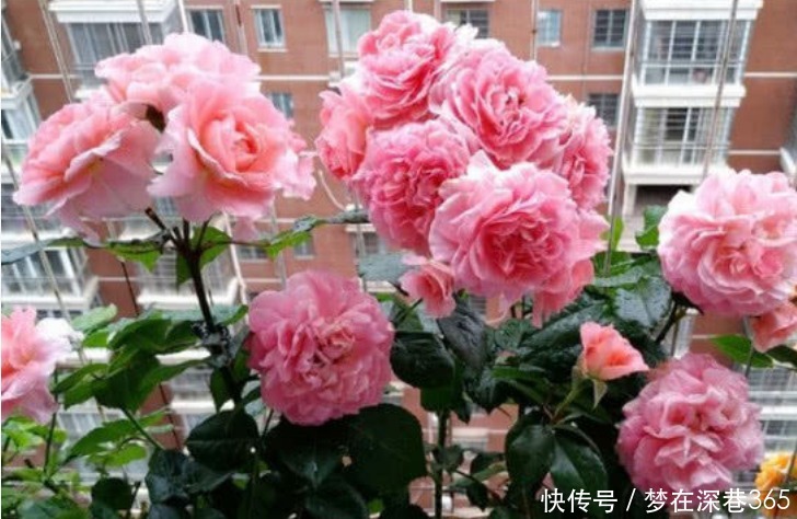 窍门|养花“有窍门”,往盆里撒点“它”,花卉长得旺,呼呼疯长!