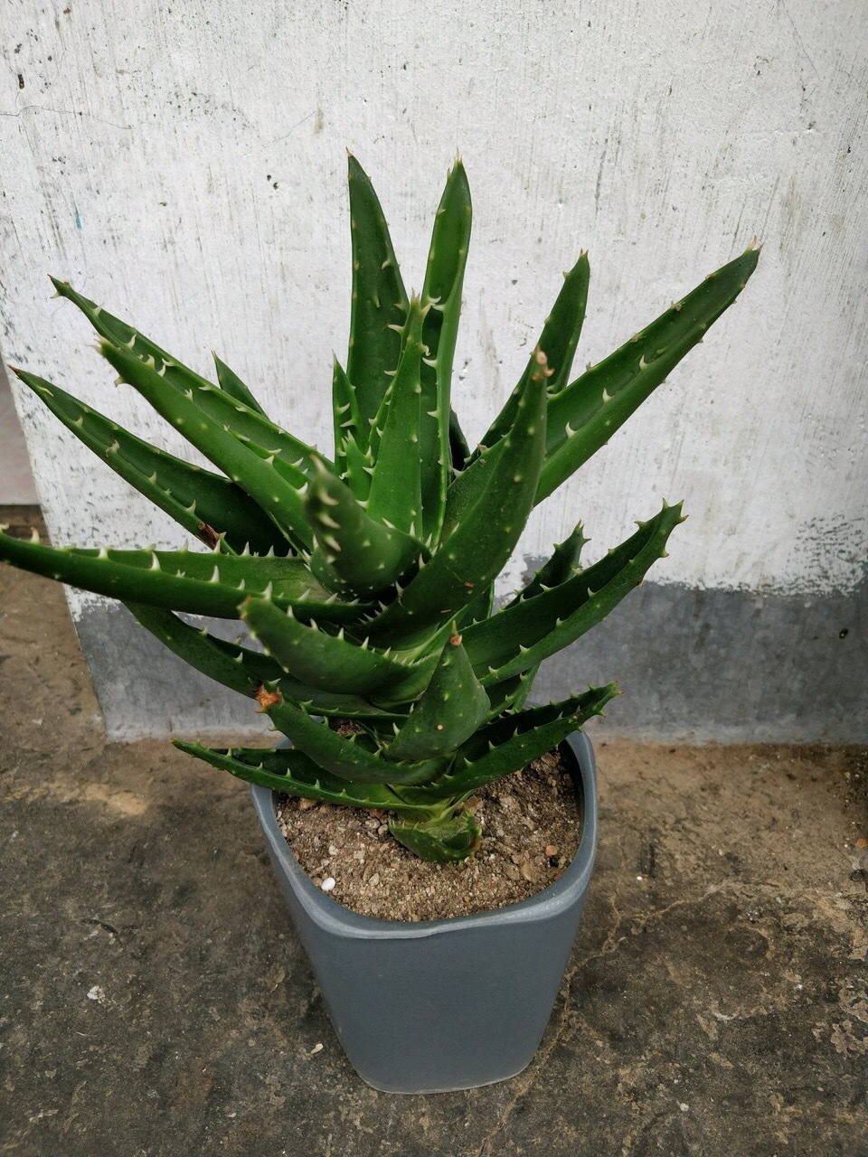 天气太热,养6种别乱浇水,浇得多死得快,难怪一浇就烂根