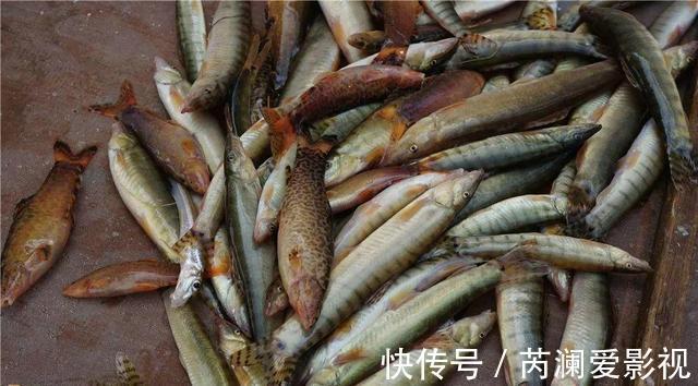 长江君|淮河还有这种鱼?信阳钓友钓起一条奇鱼,称:几十年来第一次见