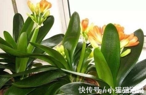 阿斯匹林|天冷了,给君子兰浇上“2种水”,一年能窜“3对叶”,花也开得多