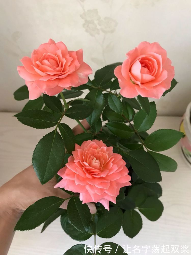 金辉玫瑰|喜欢菊花,不如养盆“精品玫瑰”金辉玫瑰,似少女裙沿,俏皮可爱