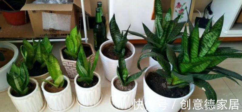 秋季养殖虎皮兰,室内盆栽该注意哪些?牢记3点不吃亏