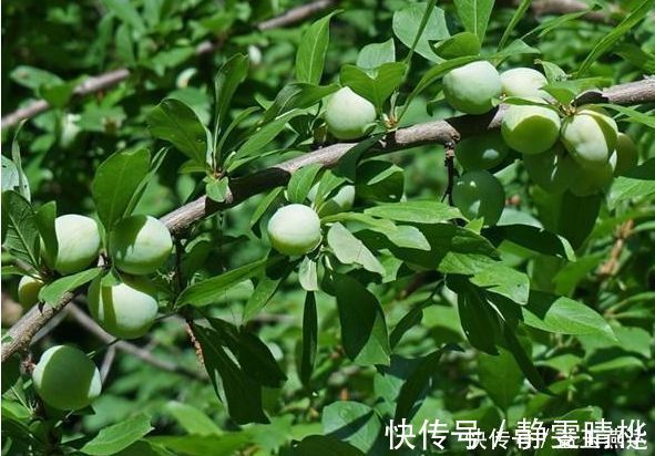 自由基|人到中年想长寿,要常吃以下食物,美容养颜抗衰老,改善血液循环