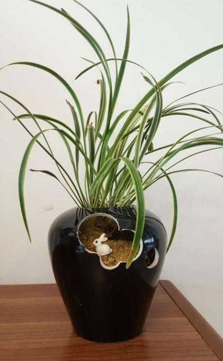 酒瓶外形好看就拿来当花盆,搭配文竹、吊兰、金枝玉叶,特美!