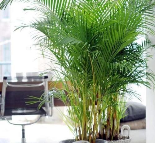 阳台上|3种花养家里,福旺运旺财更旺,高大上档次,叶子油绿