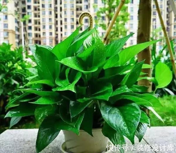 种情况|绿萝叶子打蔫、发软、不精神,一个小技巧,叶子又绿、又挺实