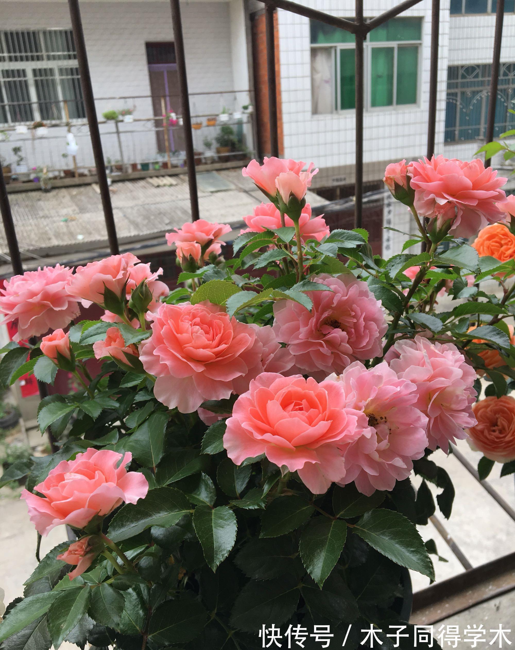 养花|新手养花“黑名单”,买了也养不活,谨慎买这些花