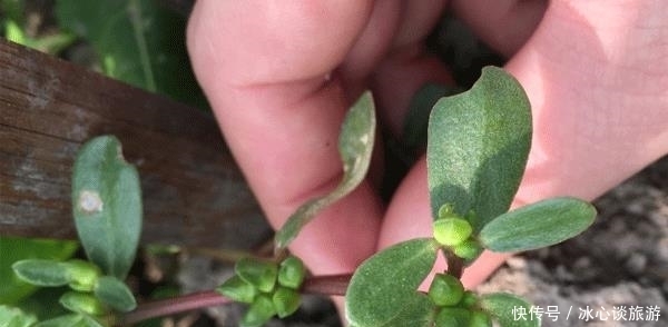 列腺疾病|为什么男性前列腺会出问题?用2物泡茶喝,消炎杀菌,保护前列腺