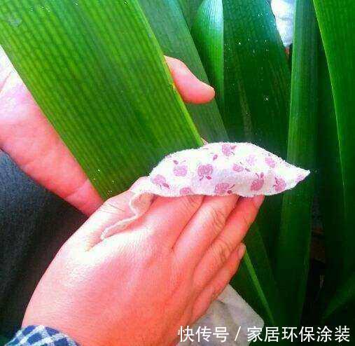 加点|君子兰3年不见长?浇水加点酒,芽多、根粗、叶绿,开花多