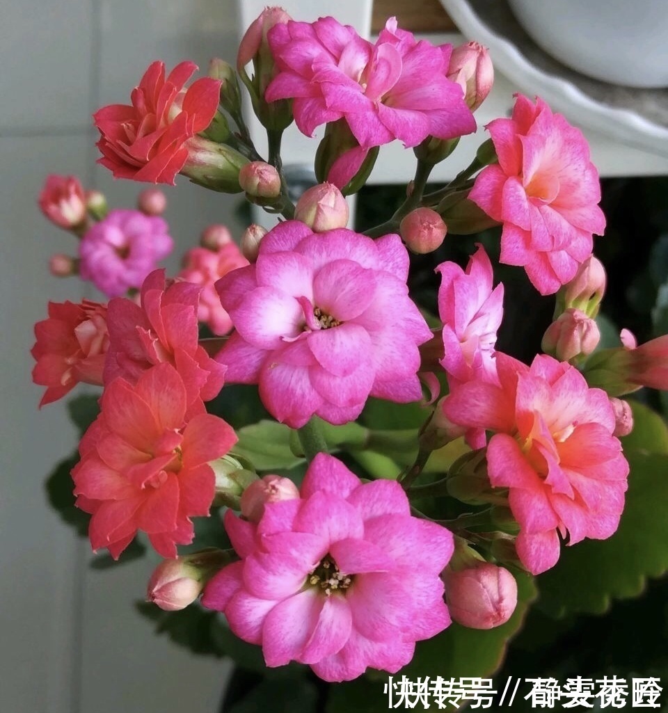 风雨兰|花友评选出6种“良心”好花,价格不高、花朵都是“高颜值”