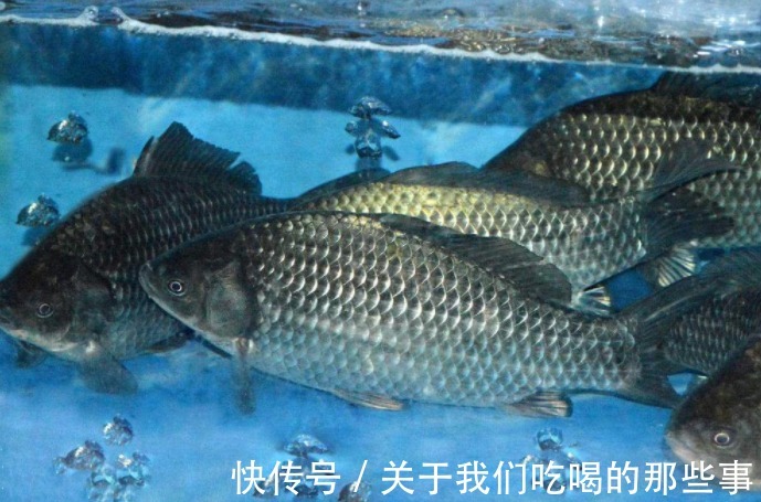 繁殖|才知道,鲫鱼分“野生鲫”和“杂交鲫”,区别很大,弄懂买不吃亏