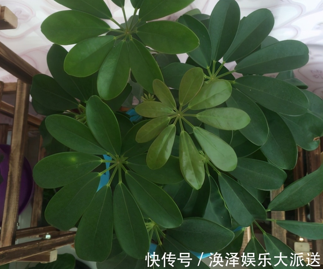 发财树|8种“漂亮花”,个个都是“招财树”,家里养一棵,不愁没钱花