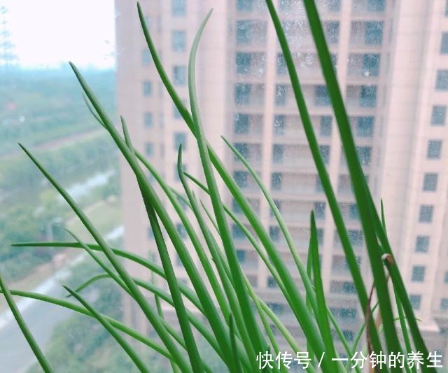 花盆种葱很简单,用1个技巧,一年四季郁郁葱葱,种阳台随吃随摘!