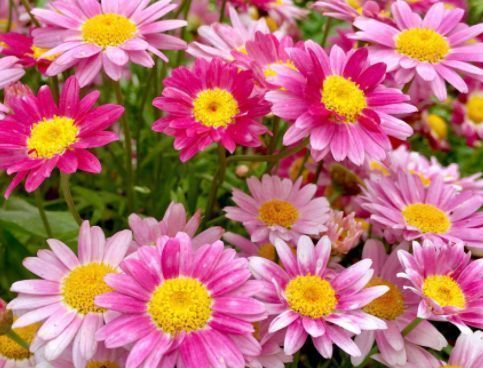 小花园|新手选此款花卉,不用操啥心,枝头窜满花苞,建造绝美小花园