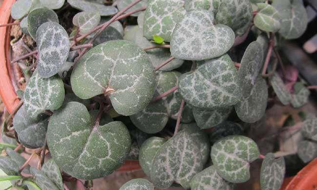 新手养4种花,开花香味大,花量足,放在家里还好看