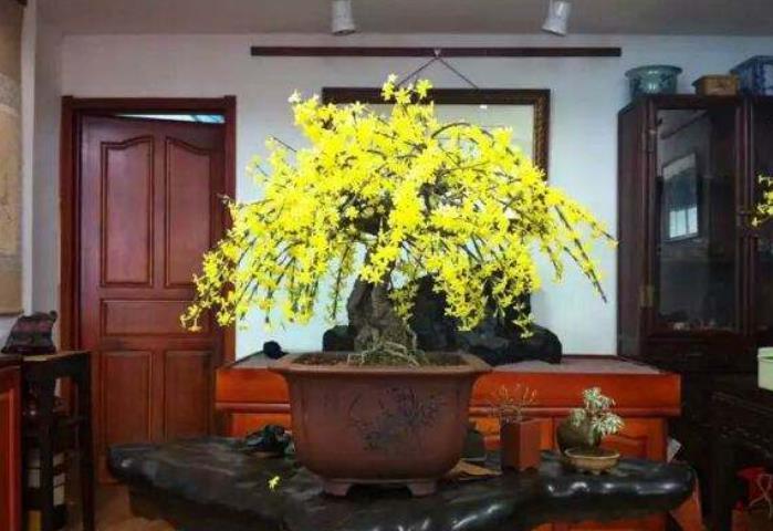 搬进|5种花冬天再冷也不怕,年前搬进室内,过年就开花,喜庆又漂亮!