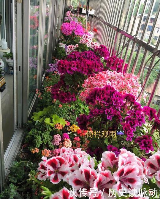 阳台养盆天竺葵，一不小心爆了盆，好养又好看，四季花不断