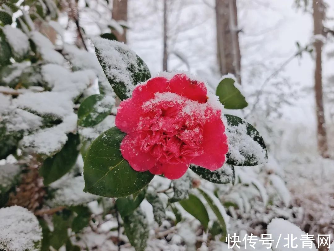 云海|太美了！台州最新雪景！括苍山跌至-10℃，再现云海奇观