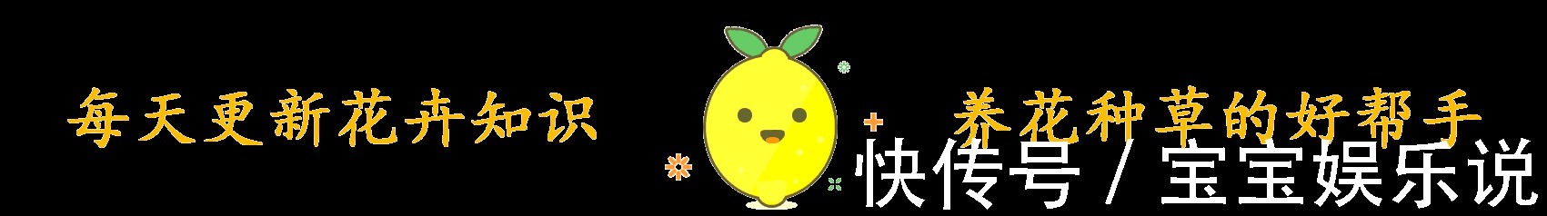 多肉养了一年不见长,来次狠心手术,立马就变样