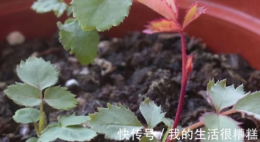 新买的月季小苗,4个关键处理好,根壮苗旺,卯足劲开花