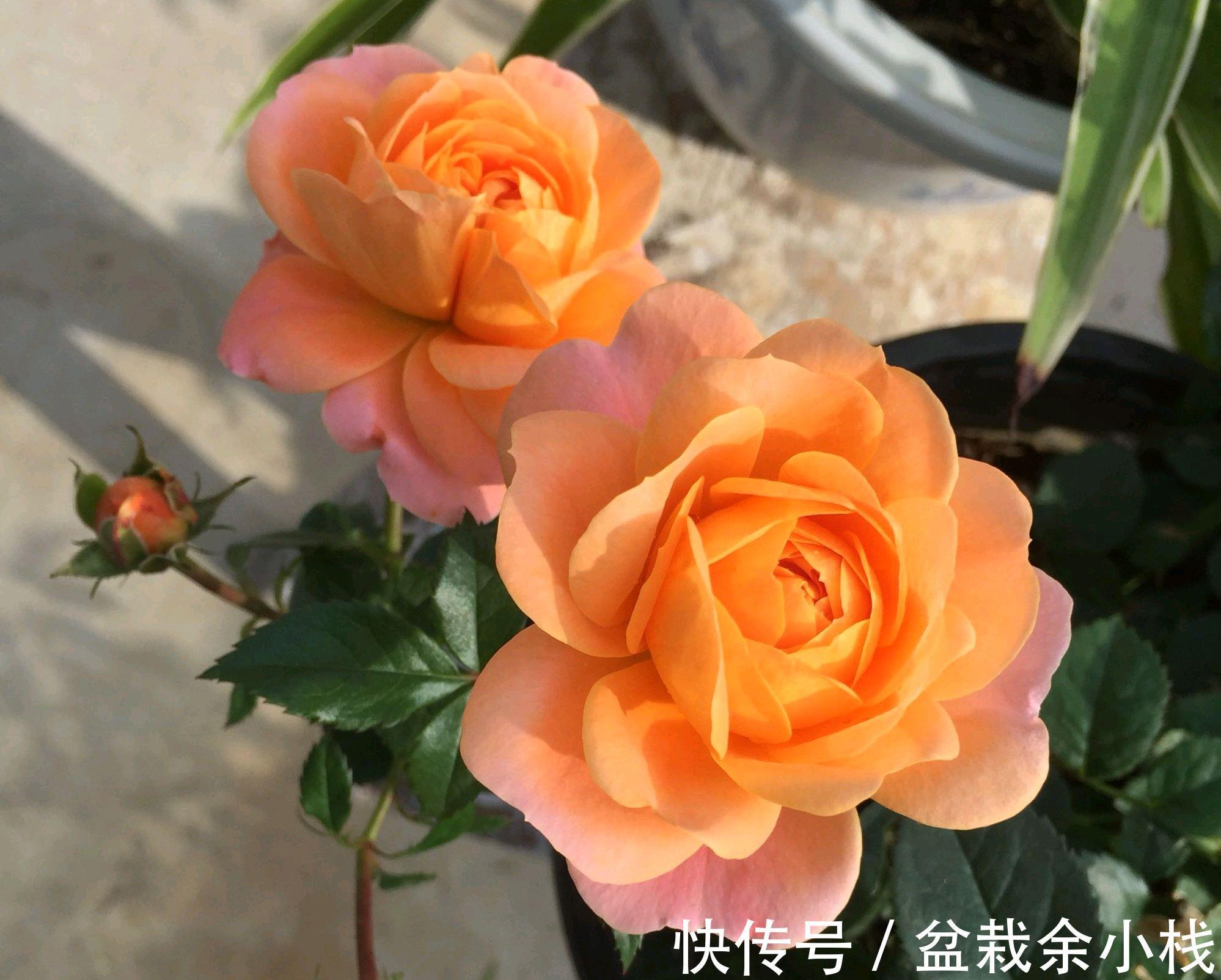 顶芽|果汁月季长了3个底芽,月季的顶芽需要抹掉吗?