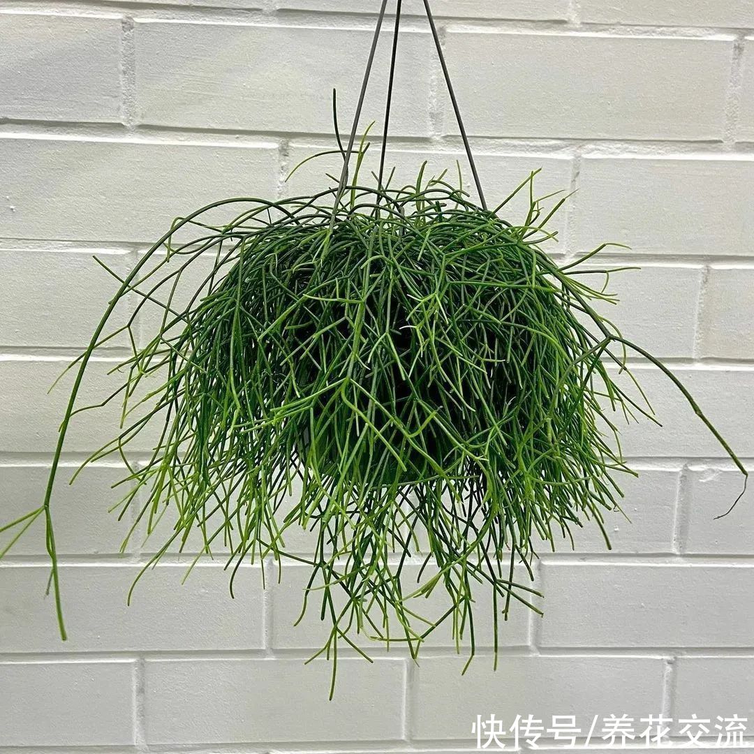 8种小众的垂盆花卉,小巧且可爱,朝东的窗台上可悬挂几盆