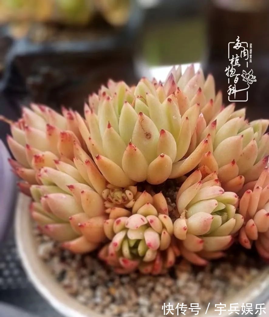 多肉植物|养多肉三年多九万里悟道，终归诗酒田园！