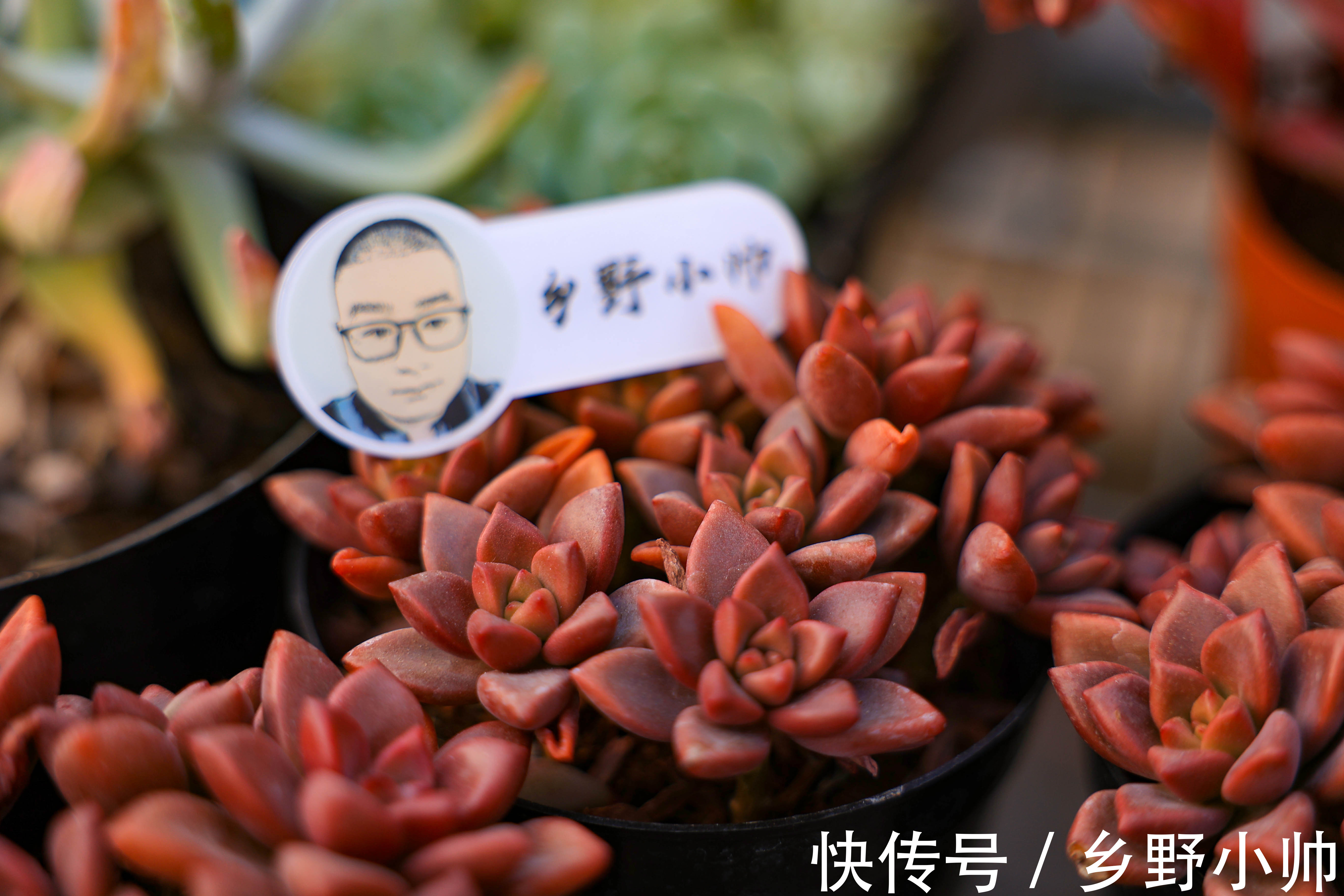 搬进室内养肉没状态?做好三件事,室内过冬依然保持美丽