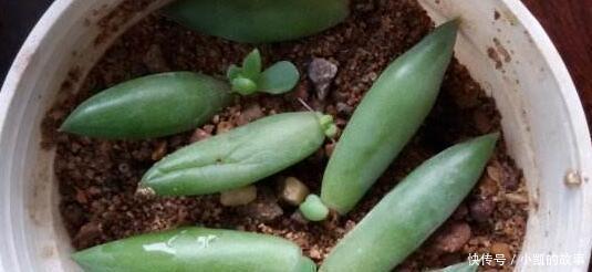 养多肉千佛手,记住4点,一棵长成一大盆,养成垂吊状,漂亮!