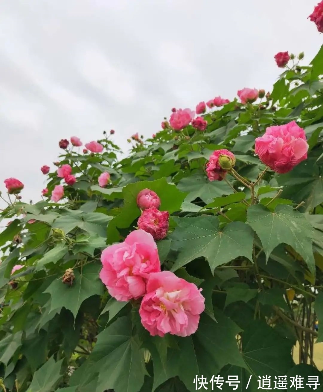 石榴花|你几月出生，最旺你的“命中花”就是它，真准