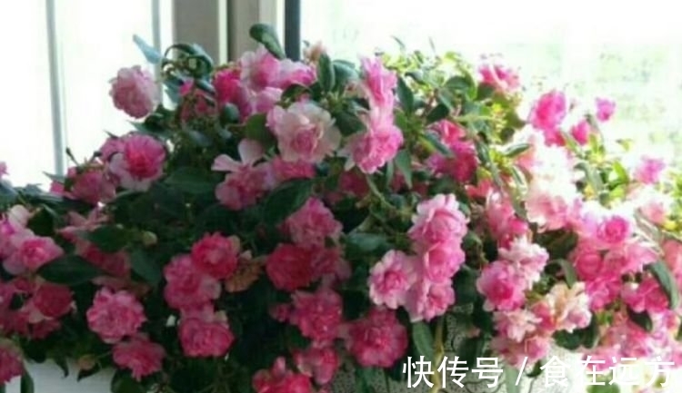 4种便宜花别小看,开花爆盆花期长,花大色艳真漂亮,谁养谁上瘾