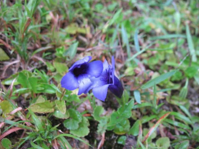 蓝猪耳|以“猪耳”命名的野草,开着蓝色小花很漂亮,入药还能清热止咳