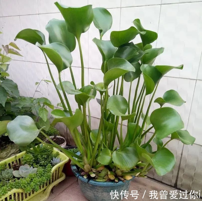 养花知识这花是个大“祸害”,20元一棵还有人买,到底为啥